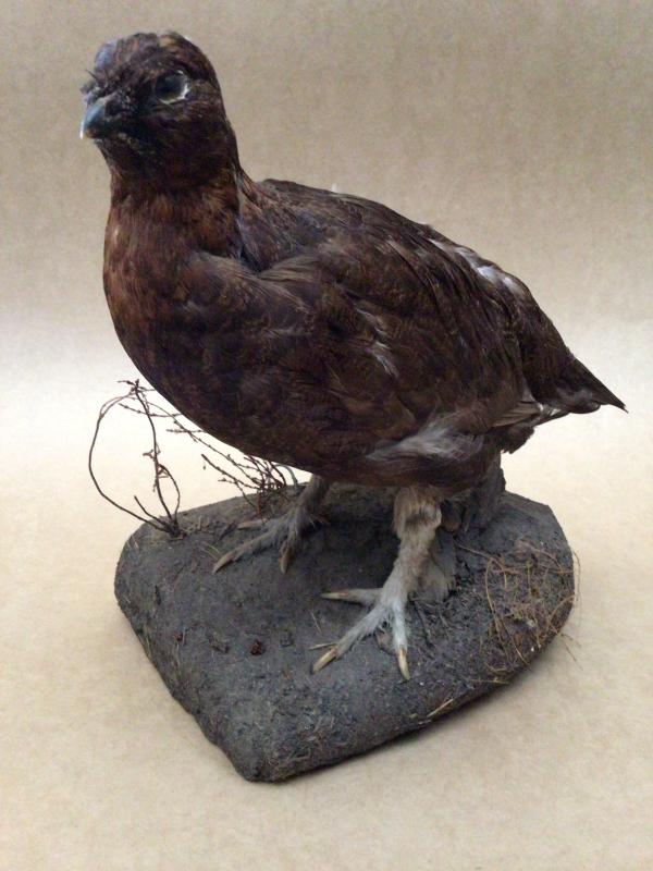Taxidermy Grouse